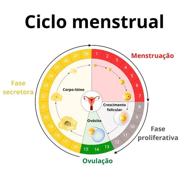 Fases Do Ciclo Menstrual O Que Você Precisa Saber Médico Responde 6235
